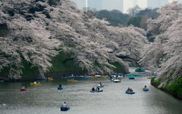 Hoa anh đào Nhật Bản bất ngờ nở vào mùa thu