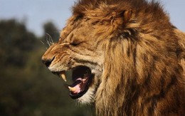 Những loài sư tử ăn thịt người nổi tiếng thế giới