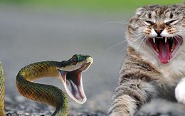 Màn “đại chiến” giữa chó, mèo và con rắn độc