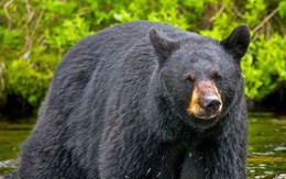 Tai nạn hy hữu: Gấu bị bắn rơi xuống núi, đè trúng người thợ săn