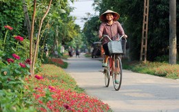Ngắm đường hoa sam độc nhất ở Quảng Bình