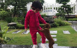 Vợ đại gia kim cương khoe clip mèo cưng ngộ nghĩnh, vô tình để lộ biệt thự đẹp như trong mơ