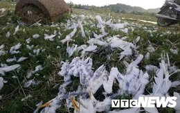 Ảnh: Những chiêu độc tận diệt chim trời ở Thừa Thiên - Huế
