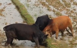 Màn hỗn chiến gay cấn giữa ba con bò trên mảnh ruộng