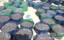 Quảng Ngãi: Ngư dân trúng trăm triệu sau một đêm đánh bắt cá cơm