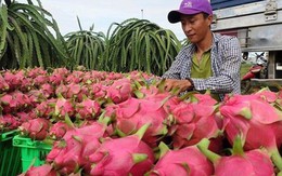 “Giải mã” việc Trung Quốc đột ngột ngưng mua thanh long Việt Nam