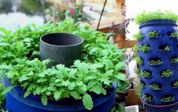 Mách bạn cách trồng rau xanh ngay trong nhà phố mà vẫn đảm bảo chất lượng và số lượng