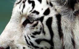 Hổ trắng quý hiếm vồ chết nhân viên vườn thú
