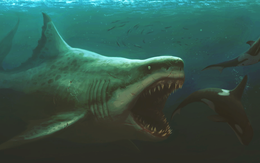 Cái chết của "quái vật đại dương" Megalodon: Bí ẩn còn thách thức giới khoa học