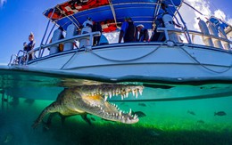 24h qua ảnh: Cá sấu khổng lồ "rình rập" dưới tàu chở du khách