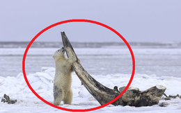 "Bữa tiệc hiếm" ở Alaska: Cận cảnh gấu Bắc Cực gặm xương của con cá voi nặng 75 tấn