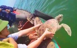 Rùa quý hiếm nặng 15kg mắc lưới ngư dân trên biển Hà Tĩnh