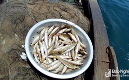 Ngư dân Nghệ An “săn” cá đục thu tiền triệu mỗi ngày