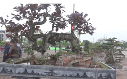 Bị cáo khai mua đồng hồ hơn 1 tỷ từ bán cây: Vườn cây cảnh ở Nam Định của ông Vĩnh "khủng" cỡ nào?