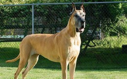 Giống chó Great Dane, gã khổng lồ với trái tim bồ câu