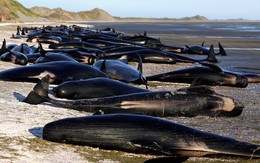 New Zealand: 145 con cá voi bất ngờ mắc cạn rồi nằm chết đầy bờ biển