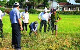 Vụ bò trượt chân làm lộ cốt gỗ ở kênh thuỷ lợi: Trách nhiệm giám sát và kỹ thuật