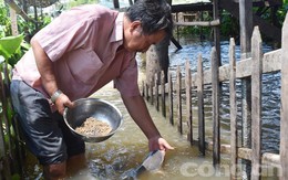 Lão nông có tài dụ cá làm thú cưng