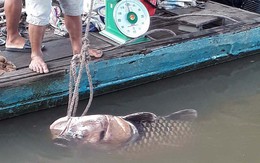 Ngư dân Vĩnh Long bắt được cá hô vàng nặng hơn 125 kg