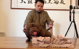 Chú chó 2,6 tỷ của đại gia Biên Hòa là loại chó cơ bắp, có màu nâu đỏ đẹp nhất Trung Quốc