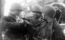 Mèo và lạc đà giúp Hồng quân đè bẹp phát xít Đức thế nào?