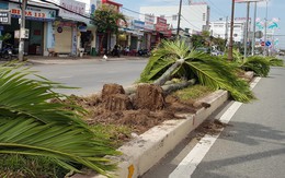 Người dân tiếc nuối khi hàng trăm cây cau kiểng trồng 15 năm đang xanh tốt bị bứng bỏ