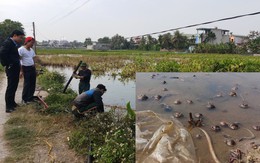 Vụ tràn 4.000 lít dầu: Tôm cá chết hàng loạt, cơ quan chức năng thâu đêm thu gom dầu