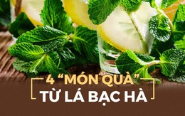 Chuyên gia dưỡng sinh Đông y tiết lộ bí quyết dùng lá bạc hà giúp gan khỏe, giải độc tốt