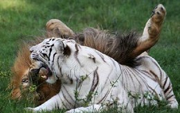 Tình bạn khăng khít giữa sư tử và hổ trắng
