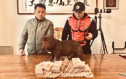 Người đàn ông Việt mang 2,6 tỷ đồng sang Trung Quốc mua chó Bully