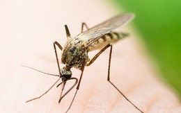 7 quan niệm sai lầm về phòng tránh muỗi: Hóa ra trồng sả có thể phản tác dụng
