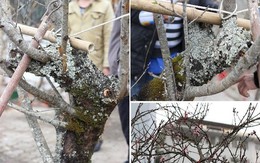 Những cây cảnh Tết giá 'trên trời' dành cho 'đại gia'