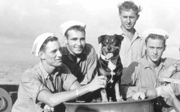 Sinbad – Đệ nhất khuyển dũng cảm của hải quân Mỹ thời Thế chiến 2