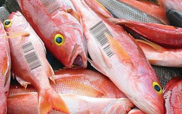 Công nghệ tiền ảo giờ sẽ được dùng để bảo vệ một trong những loài động vật đang gặp nguy cấp nhất thế giới