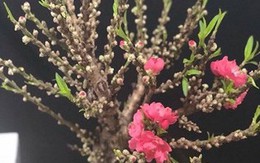Đào Thất Thốn mini “sốt” trên thị trường hoa cảnh Tết Mậu Tuất