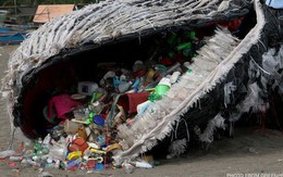 Bi kịch dưới đại dương: Cá voi đang ăn hàng trăm, hàng ngàn mảnh rác nhựa mỗi ngày