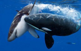 "Trò chơi vương quyền" trên biển (P2): Cơn ác mộng của 100 con cá mập trắng khổng lồ