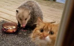 [Vui] Thêm một chú mèo nổi như cồn trên mạng vì phản ứng cực dễ thương khi bị cướp đồ ăn