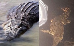 Úc: Mùa mưa mới tới, cơn ác mộng trăn rắn bò vào tận nhà, cá sấu khổng lồ bơi trước cửa khiến người dân lo lắng