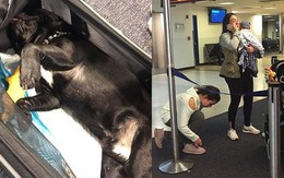 Chú chó bulldog chết thảm trên chuyến bay của United Airlines sau bị khi tiếp viên hàng không yêu cầu nhét vào khoang hành lý