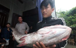 Ngư dân Quảng Nam câu được cá nặng 10kg nghi là sủ vàng quý hiếm