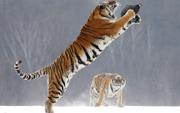 24h qua ảnh: Khoảnh khắc hổ Siberia bay lên trên không bắt mồi