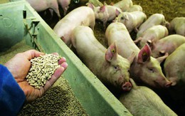 Sử dụng kháng sinh chưa đúng cách trong chăn nuôi - Hệ lụy nguy hại về lâu dài