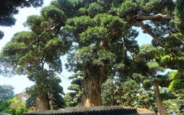 Vườn cây Nhật nghìn tỷ ở Hà Nội: 17 tỷ đồng cây tùng la hán 600 tuổi
