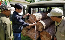 Lâm tặc ở Lâm Đồng dùng ô tô cũ, biển số giả để chuyển gỗ trái phép