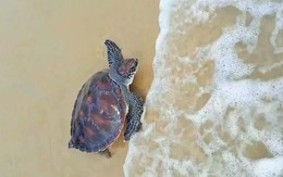 Thả rùa quý hiếm về biển