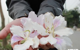 Ảnh: Chiêm ngưỡng hoa ban Tây Bắc nhuộm trắng con đường ven đô Hà Nội