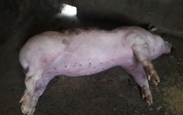 Lợn mắc bệnh "lọt" qua khâu kiểm dịch gây nguy hiểm thế nào?
