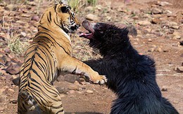 7 ngày qua ảnh: Kịch chiến hiếm thấy giữa gấu mẹ và hổ đực