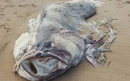 Phát hiện "thủy quái" trôi dạt vào bờ biển Úc: Đến nay chưa ai biết nó là con gì